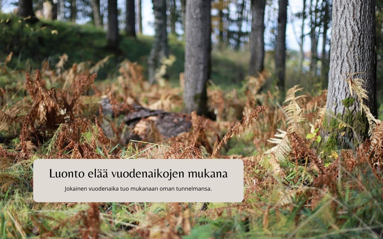 Studio Yliniemi esimerkki projekti puutarhamyymälä. Studio Yliniemi matkailuyrityksen verkkosivuesimerkki.